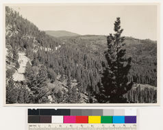 Image of Jeffrey Pine