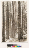 Image of ponderosa pine