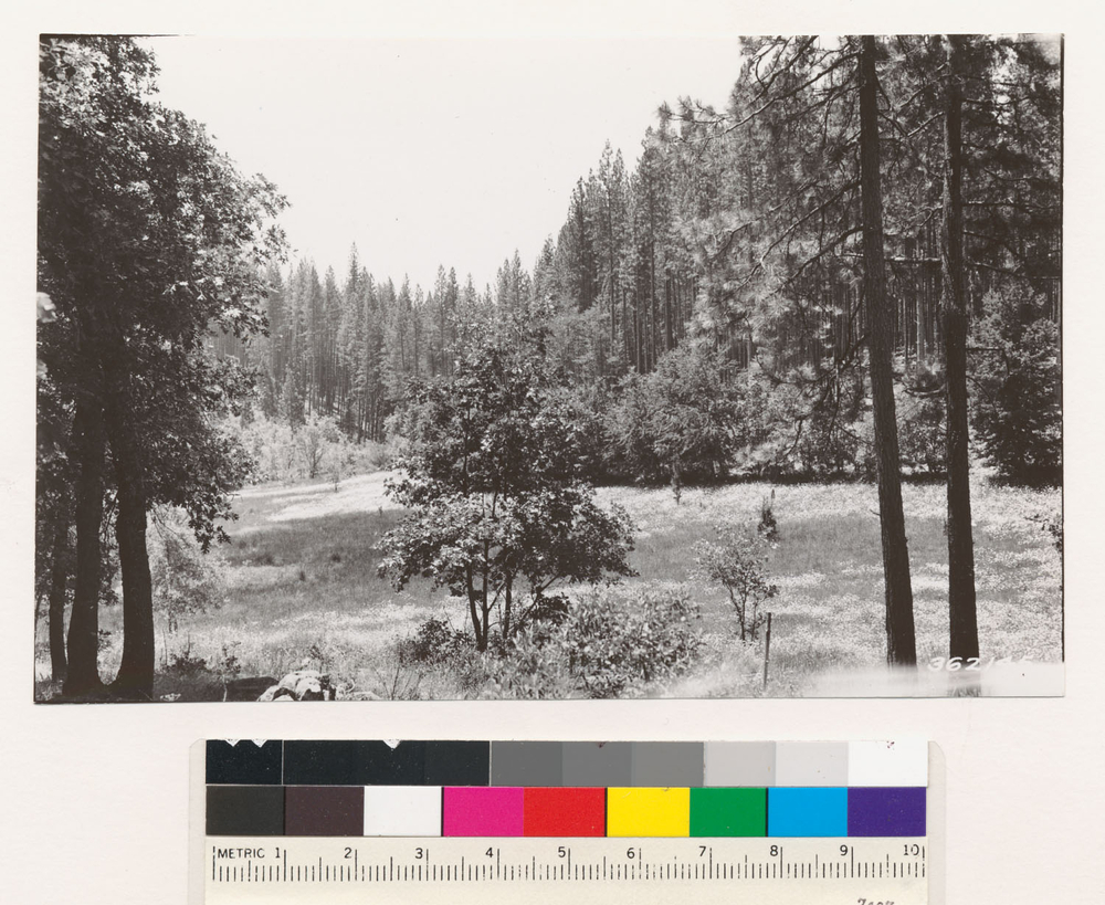 Image of ponderosa pine