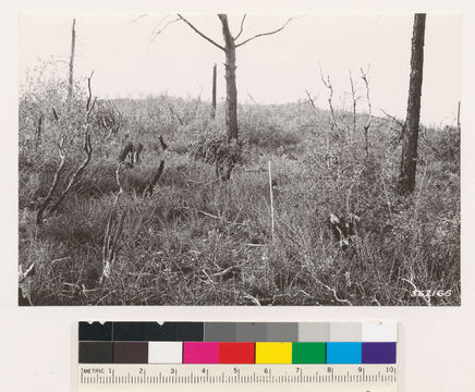 Image of sticky whiteleaf manzanita