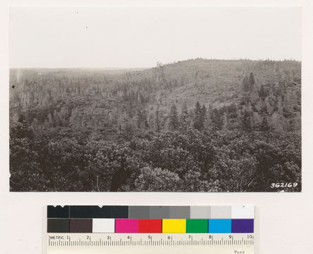 Image of sticky whiteleaf manzanita