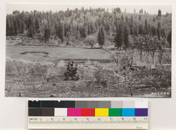 Image of ponderosa pine