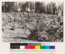 Image of ponderosa pine