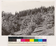 Image of ponderosa pine