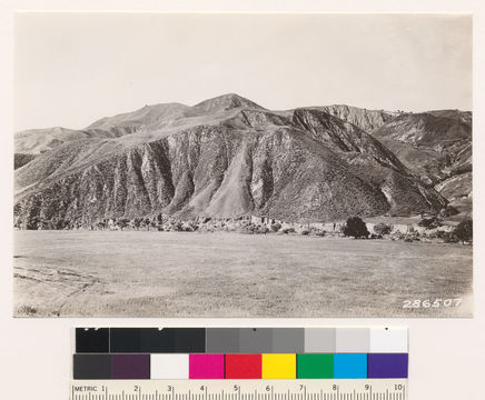 Image of coastal sagebrush