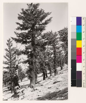 Image of foxtail pine