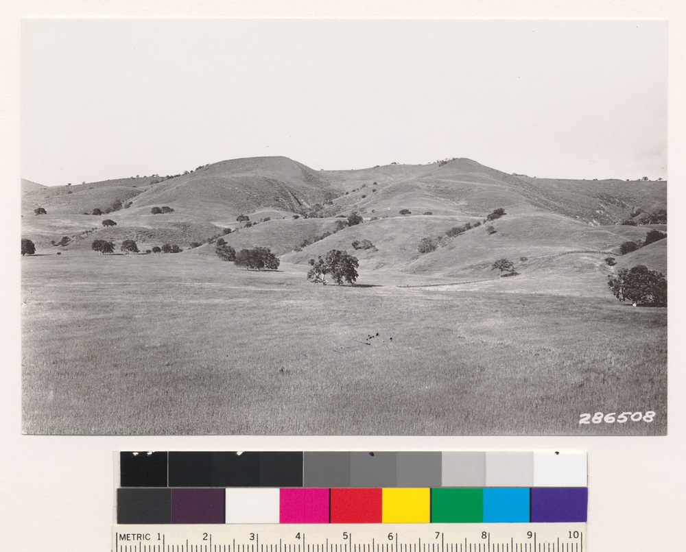 Image of coastal sagebrush