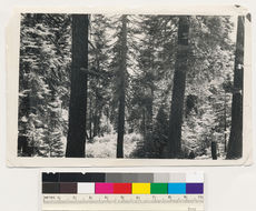 Image of white fir