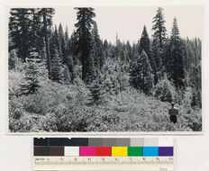 Image of white fir