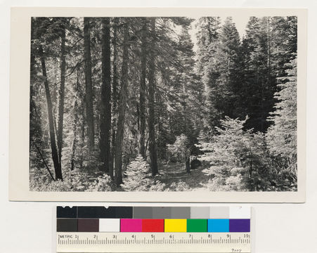 Image of white fir