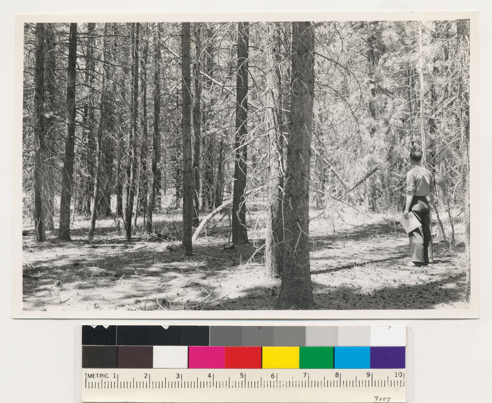 Image of lodgepole pine