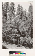 Image of ponderosa pine