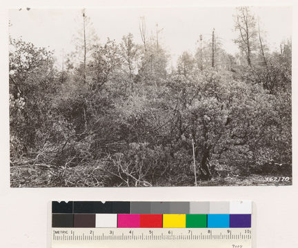 Image of sticky whiteleaf manzanita