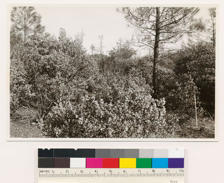 Image of sticky whiteleaf manzanita