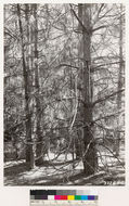 Image of ponderosa pine