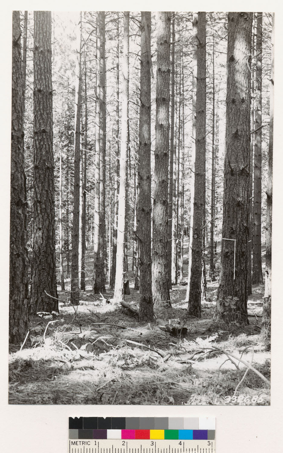 Image of ponderosa pine