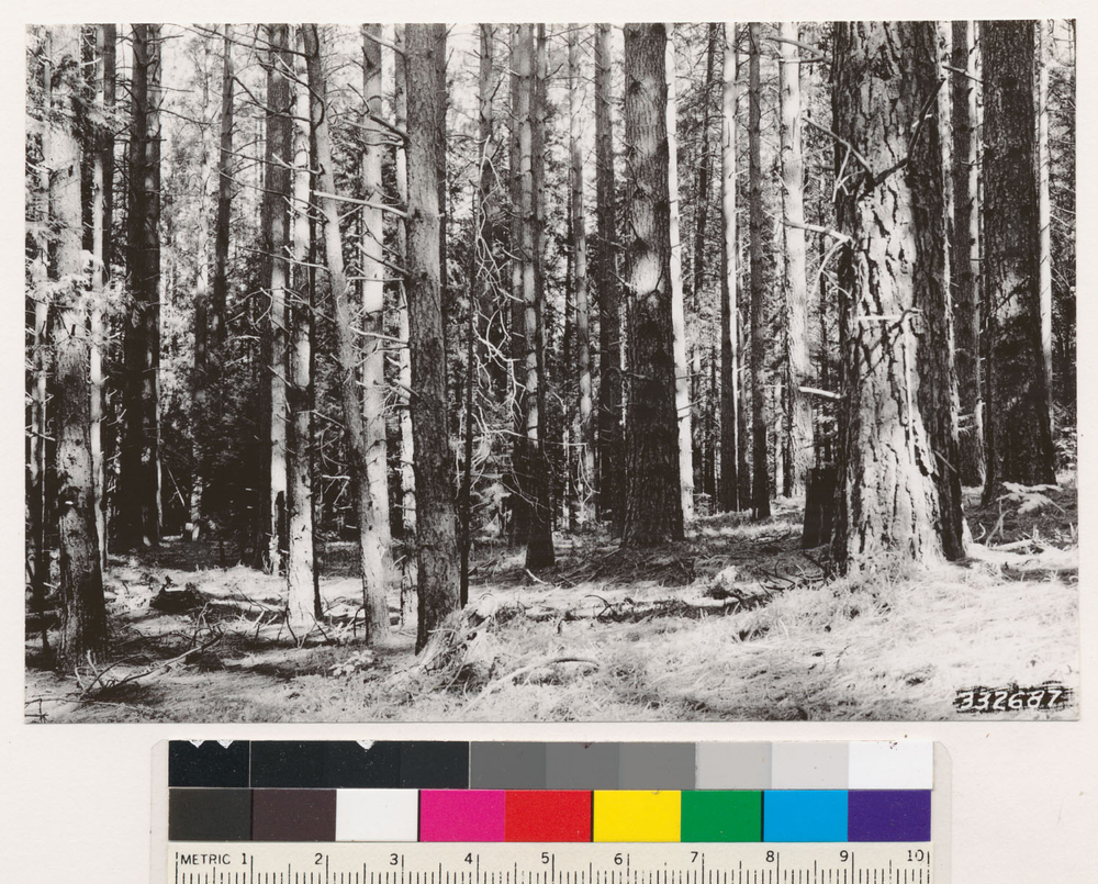 Image of ponderosa pine