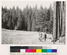 Image of ponderosa pine