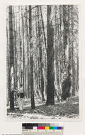 Image of ponderosa pine