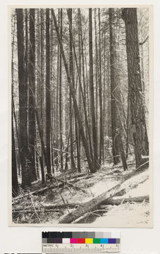 Image of ponderosa pine