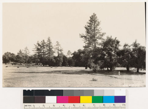 Image of pointleaf manzanita