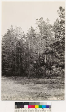 Image of pointleaf manzanita