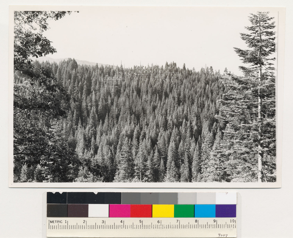 Image of white fir