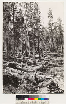 Image of California Red Fir