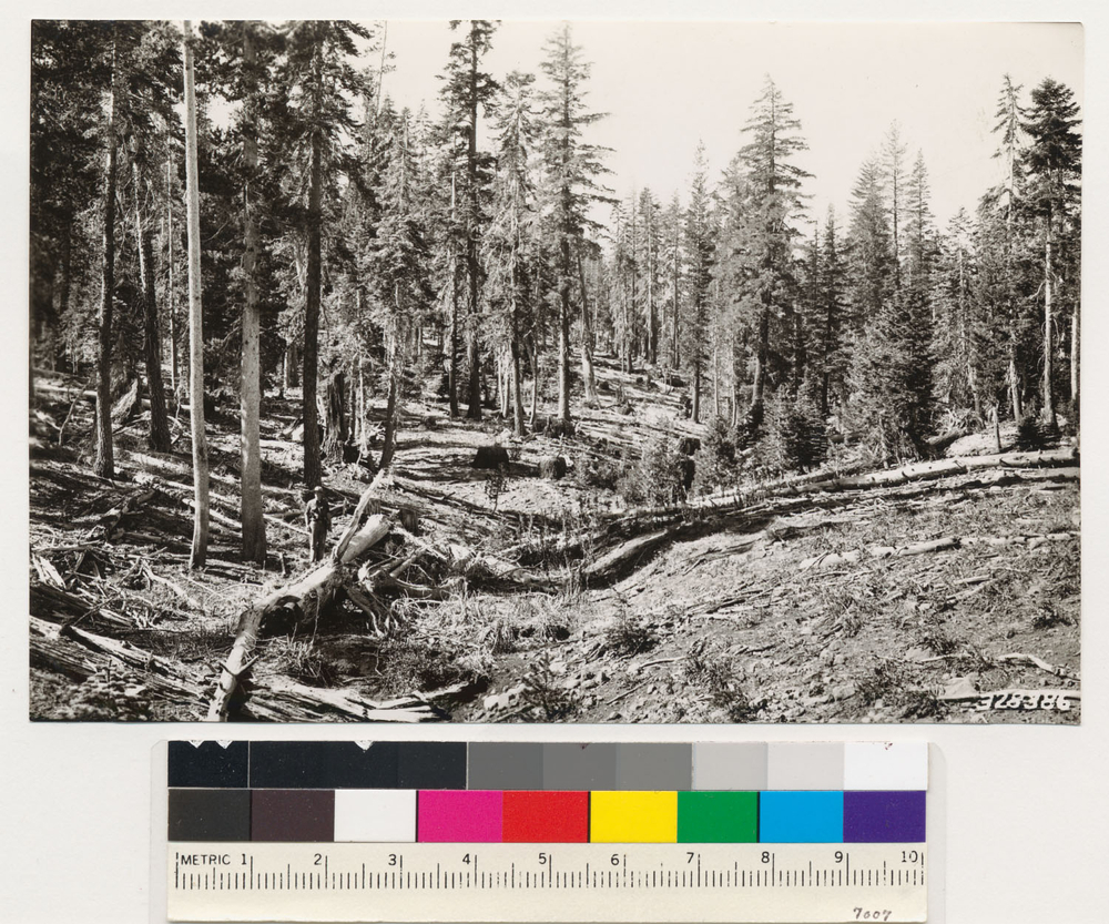 Image of California Red Fir