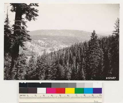 Image of California Red Fir