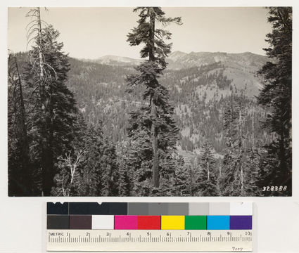 Image of California Red Fir