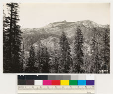 Image of California Red Fir