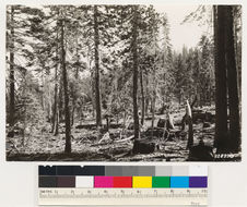 Image of California Red Fir