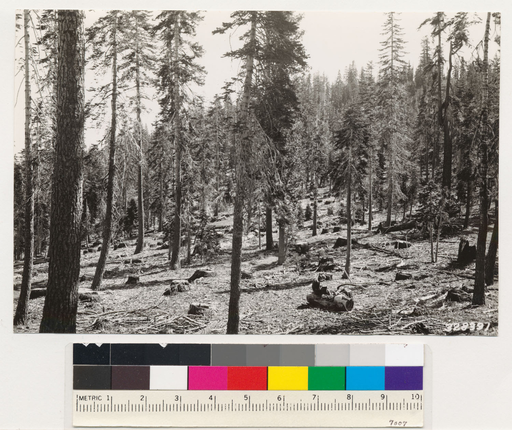 Image of California Red Fir