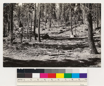 Image of California Red Fir