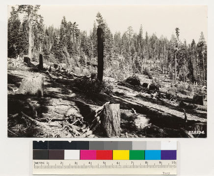 Image of California Red Fir