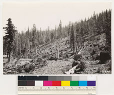 Image of California Red Fir