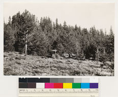 Image of white fir