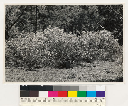 Ceanothus velutinus Dougl. resmi