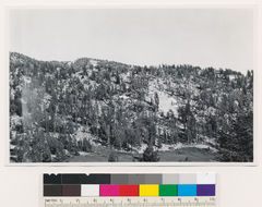Image of whitebark pine