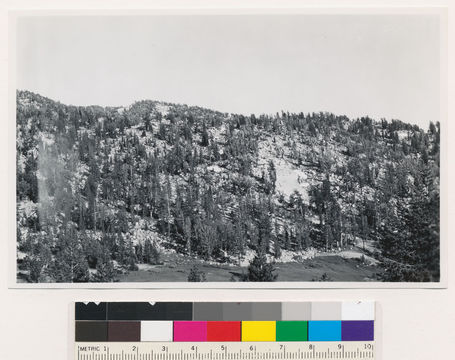 Image of whitebark pine