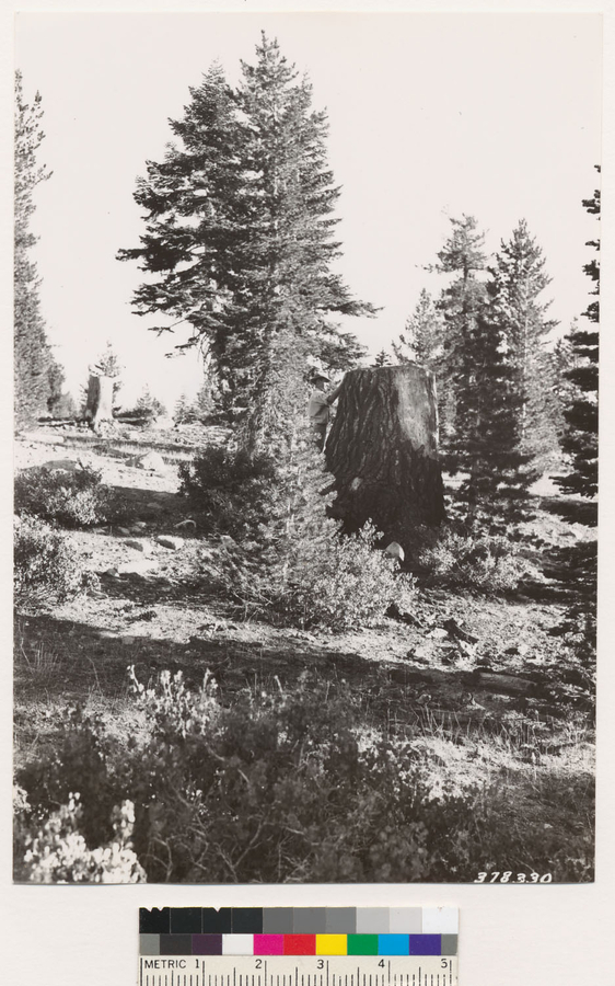 Image of California Red Fir