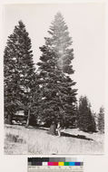 Image of California Red Fir