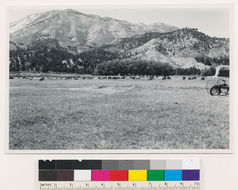 Image of Jeffrey Pine