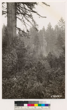 Image of sugar pine