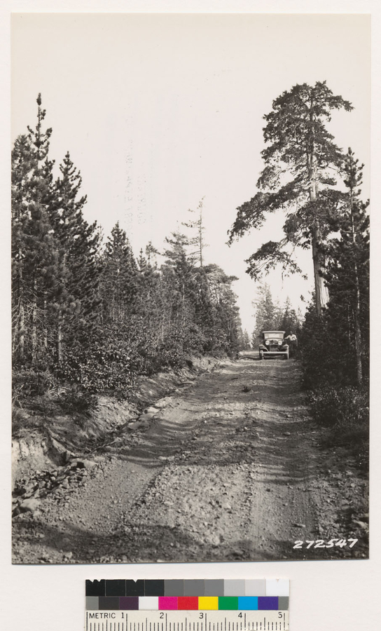 Image of pinemat manzanita