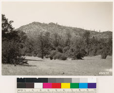 Image of ponderosa pine