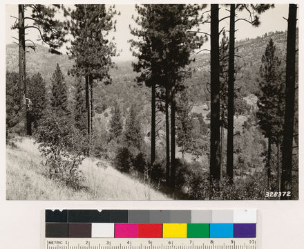 Image of Bull Pine