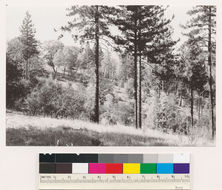 Image of ponderosa pine