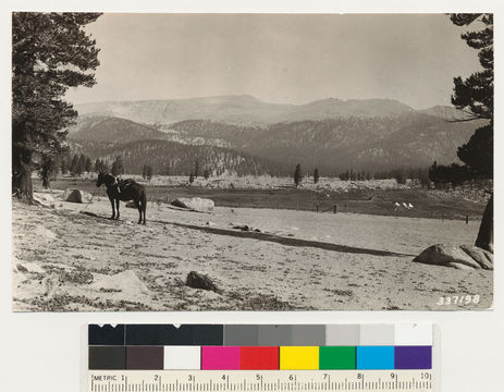 Image of foxtail pine